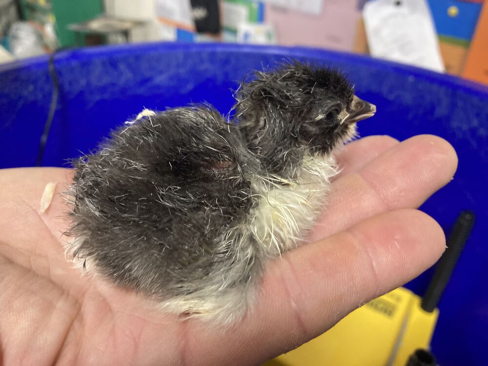 baby chick just hatched